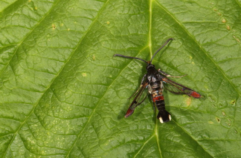 Red-tipped Clearwing