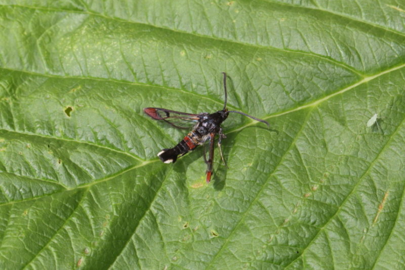 Red-tipped Clearwing