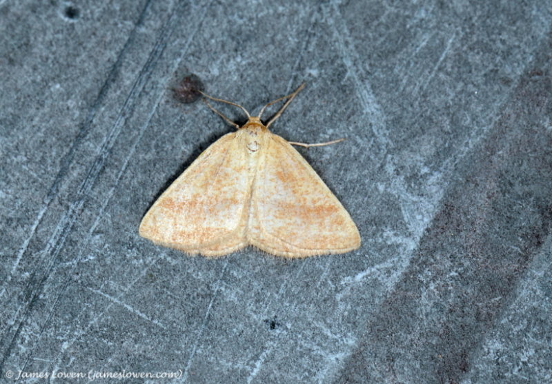 Restharrow 