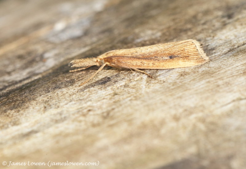 Schoenobius gigantella