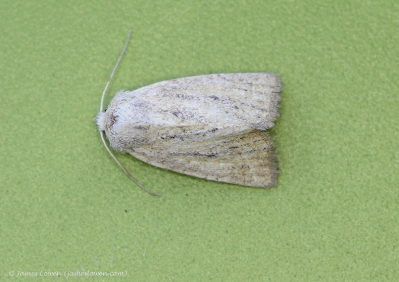 Silky Wainscot 
