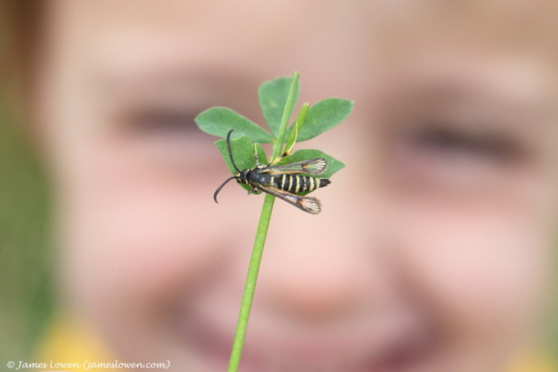 Six-belted Clearwing 