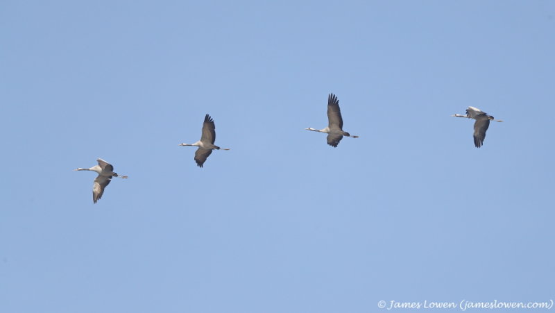 Herons and allies