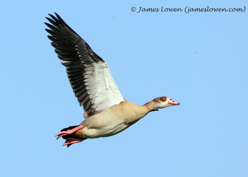 Swans & geese