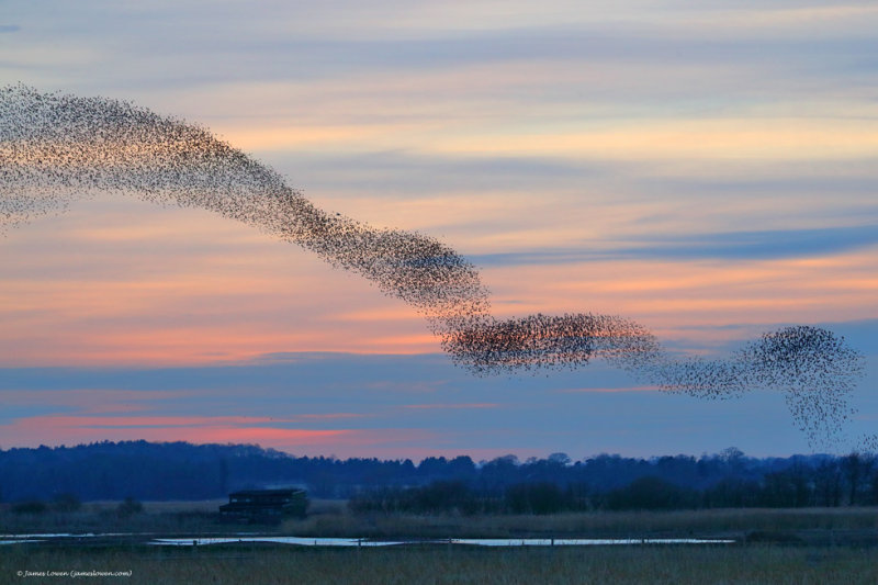 Corvids and starlings