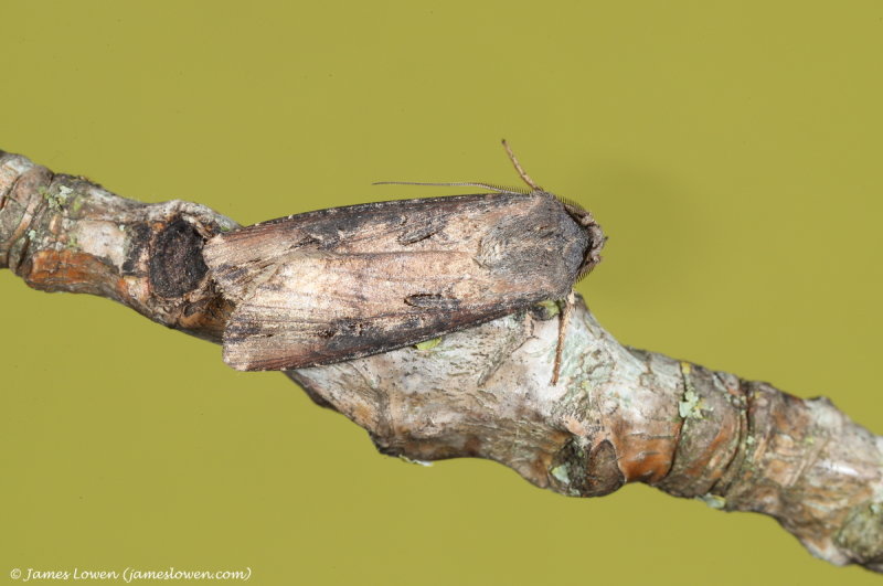 Dark Swordgrass