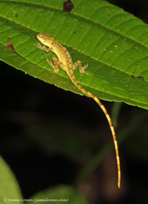 Colombia herps