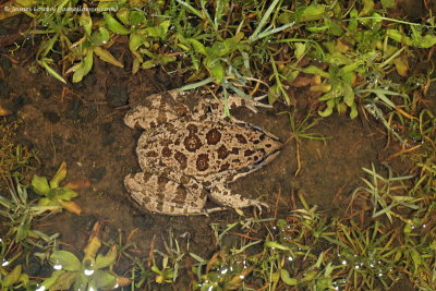 Iberian Water Frog