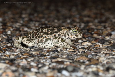 Natterjack