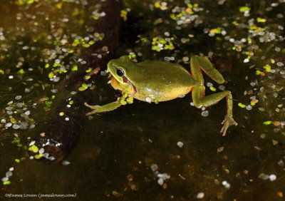 Stripeless Tree Frog