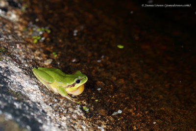 Stripeless Tree Frog