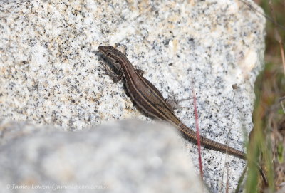 Vaucher's Wall Lizard