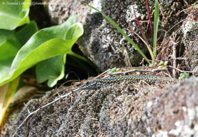 Vaucher's Wall Lizard