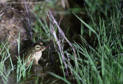 Natterjack Toad