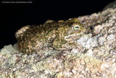 Natterjack Toad