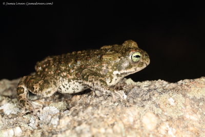 Natterjack Toad