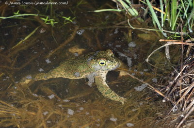 Natterjack Toad