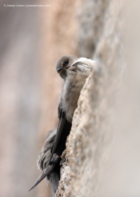 Crag Martin 