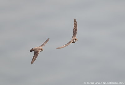 Crag Martin 