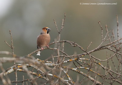 Hawfinch 