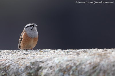 Spain - passerines