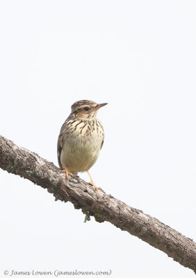 Woodlark