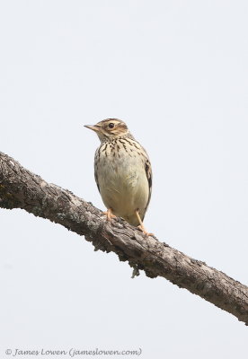 Woodlark