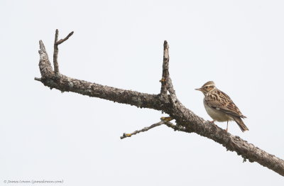 Woodlark