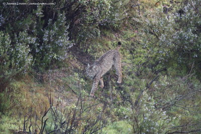 Iberian Lynx