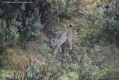 Iberian Lynx