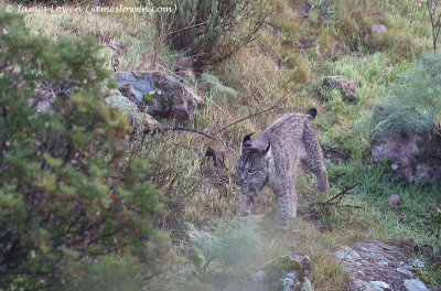 Iberian Lynx