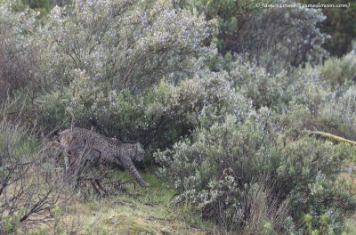 Iberian Lynx