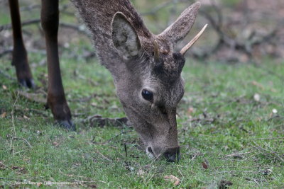 Red Deer