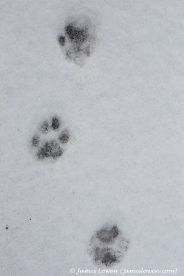 Eurasian Lynx tracks