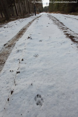 Eurasian Lynx tracks