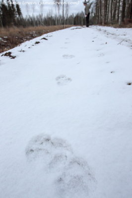 Eurasian Lynx tracks