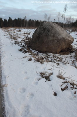 Eurasian Lynx tracks