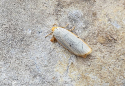 Four-dotted Footman 