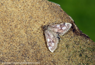 Anania coronata 