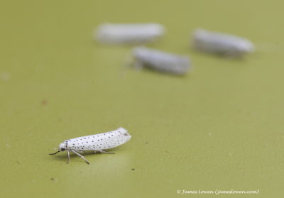 Bird-cherry Ermine 