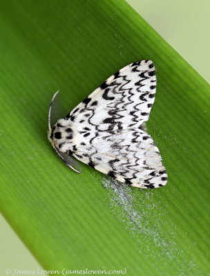 Black Arches 