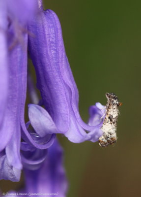 Bluebell Conch 