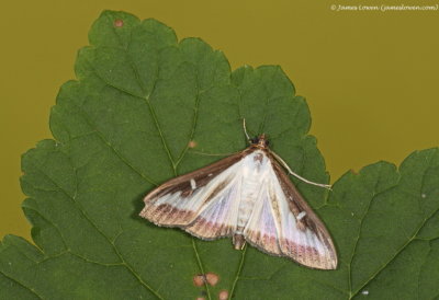 Box-tree Moth 