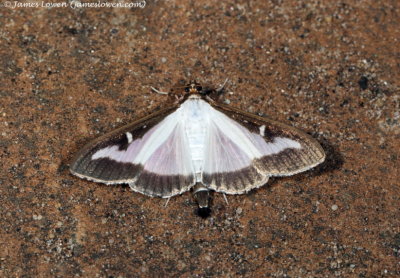 Box-tree Moth 