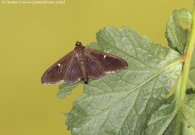 Box-tree Moth 