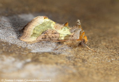 Burnished Brass 