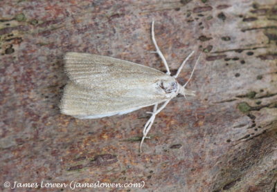 Calamatropha paludella 