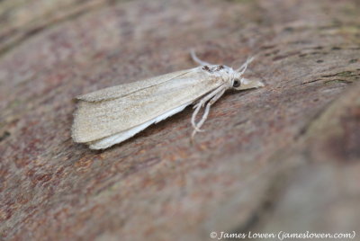 Calamatropha paludella 