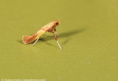 Caloptilia alchimiella/robustela 