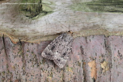 Copper Underwing 